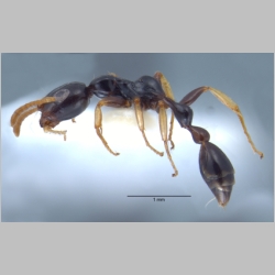 Tetraponera extenuata Ward, 2001 lateral