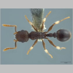 Vombisidris philippina Sorger & Zettel, 2009 dorsal