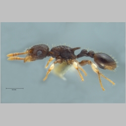 Vombisidris philippina Sorger & Zettel, 2009 lateral