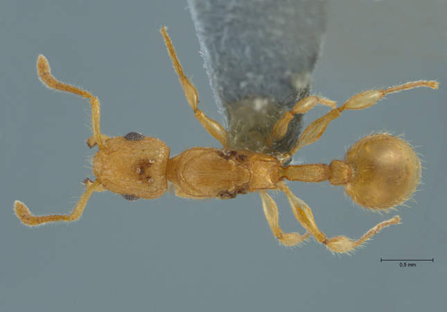 Vombisidris sp gyne dorsal