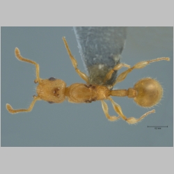 Vombisidris sp gyne  dorsal