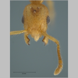 Vombisidris sp gyne  frontal