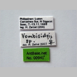Vombisidris sp gyne  label