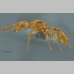 Vombisidris sp gyne  lateral