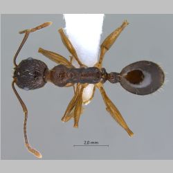 Aphaenogaster kurdica Ruzsky, 1905 dorsal