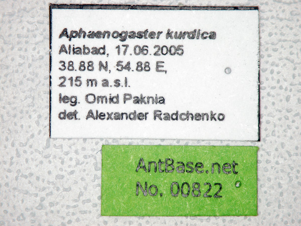 Aphaenogaster kurdica label
