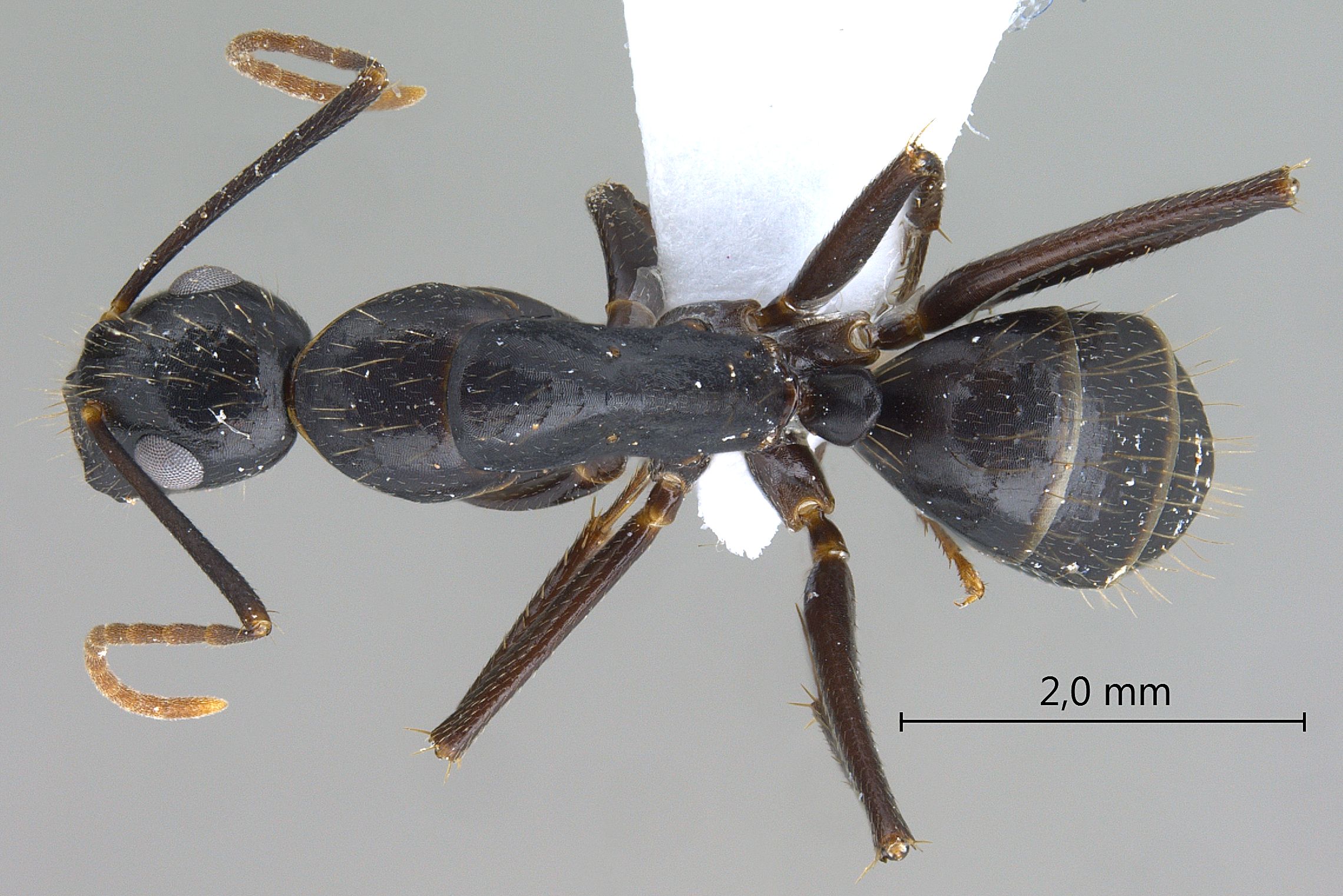 Camponotus aethiops dorsal