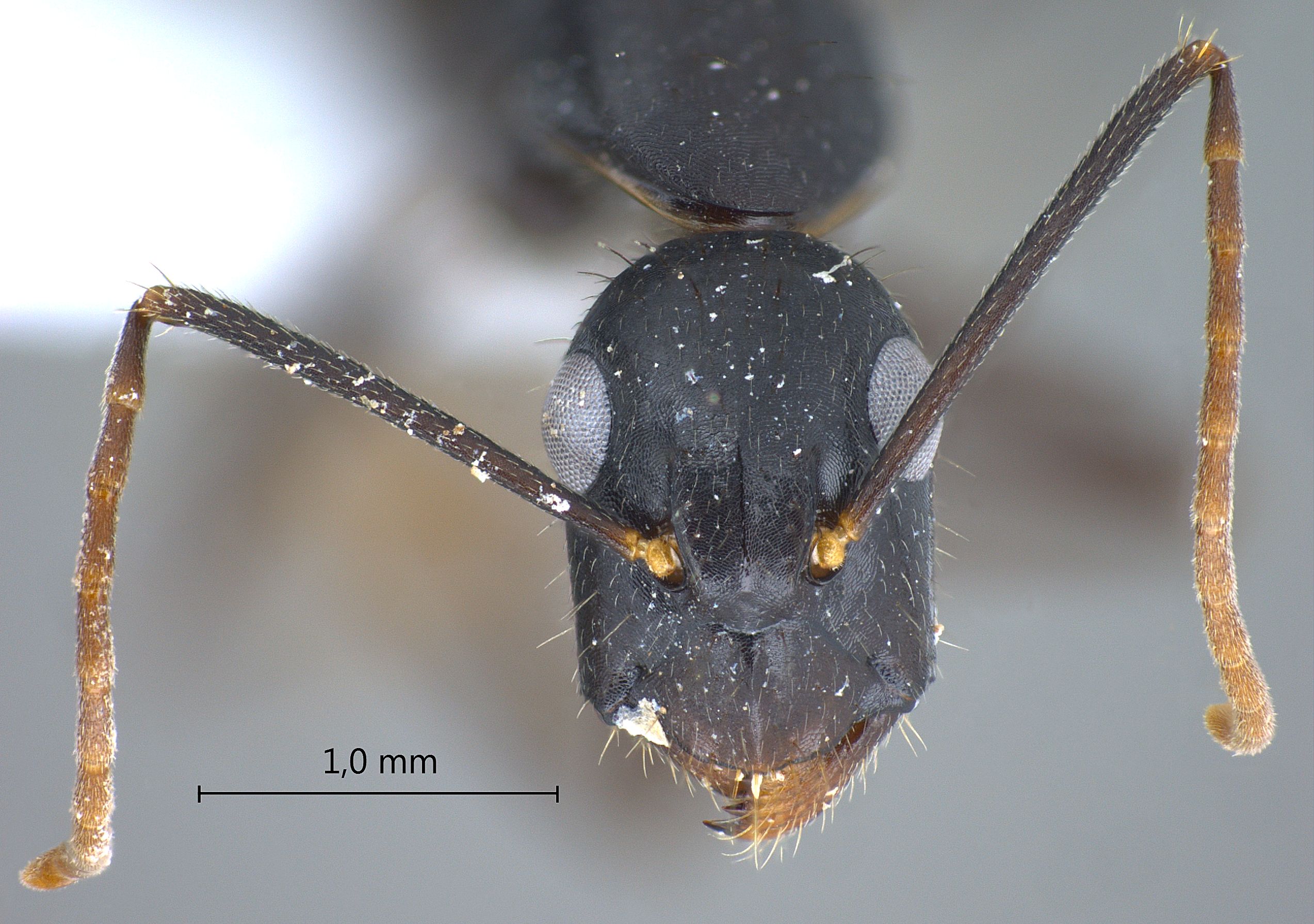 Camponotus aethiops frontal