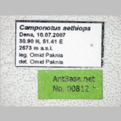 Camponotus aethiops Latreille, 1798 label