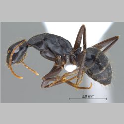 Camponotus aethiops Latreille, 1798 lateral