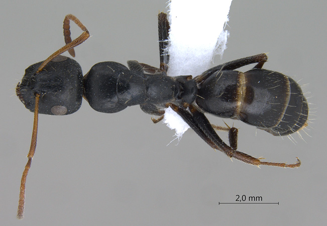 Camponotus gestroi dorsal