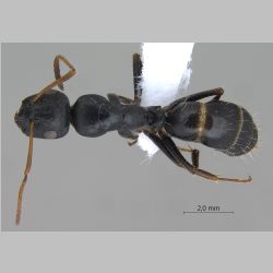 Camponotus gestroi Emery, 1878 dorsal