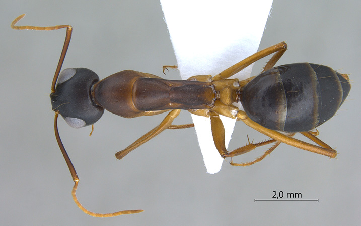 Camponotus oasium dorsal