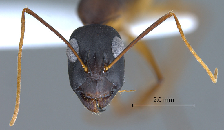 Camponotus oasium frontal