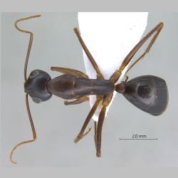 Camponotus xerxes Forel, 1904 dorsal