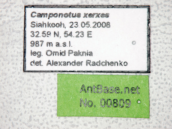 Camponotus xerxes label