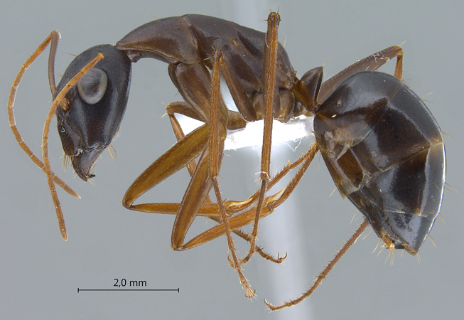 Camponotus xerxes lateral