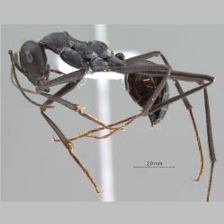 Cataglyphis bellicosus Karavaiev, 1924 lateral