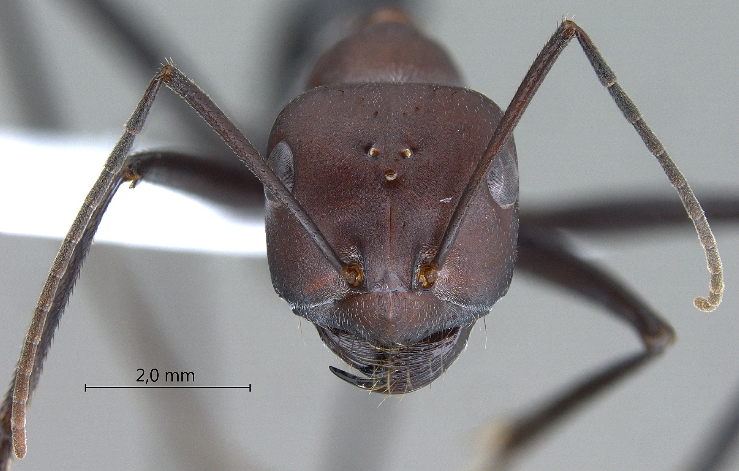 Cataglyphis bergianus frontal