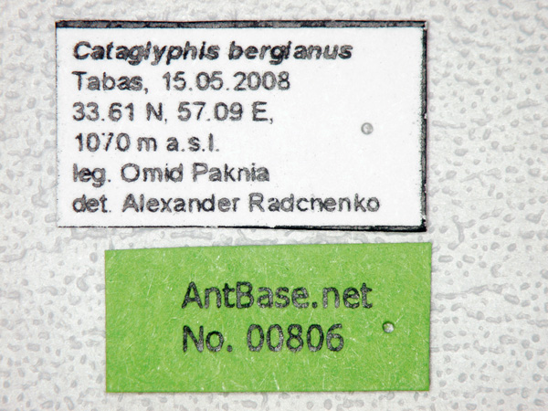 Cataglyphis bergianus label