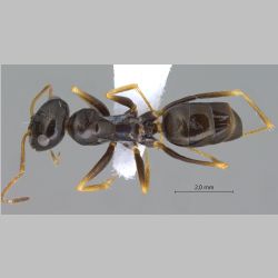 Cataglyphis cinnamomeus Karavaiev, 1910 dorsal