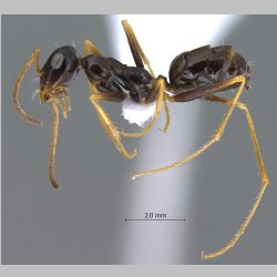 Cataglyphis cinnamomeus Karavaiev, 1910 lateral