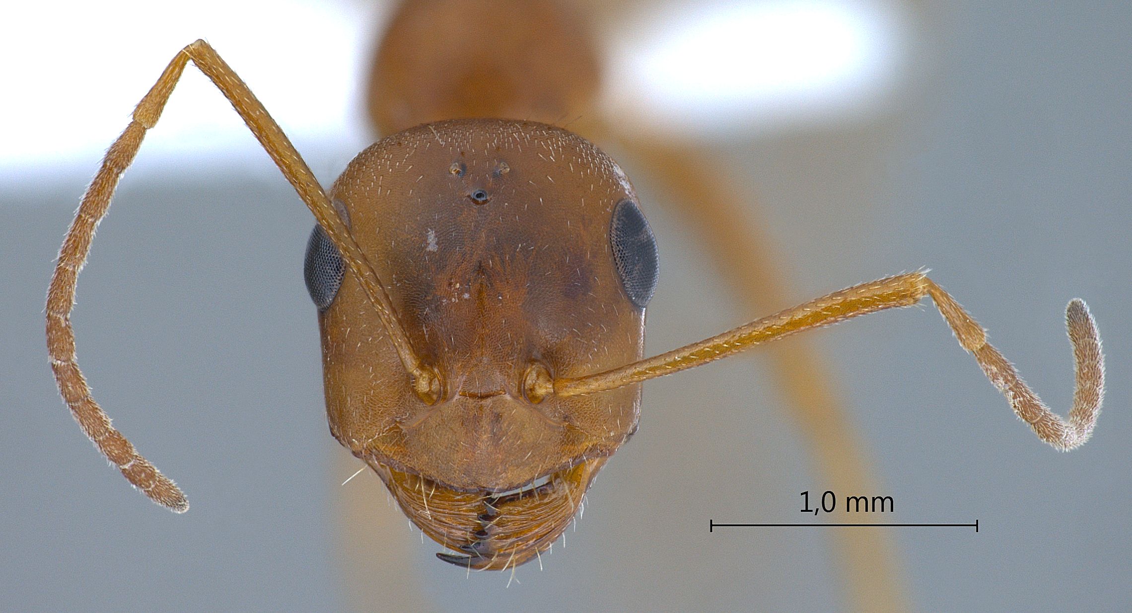 Cataglyphis frigidus persicus frontal