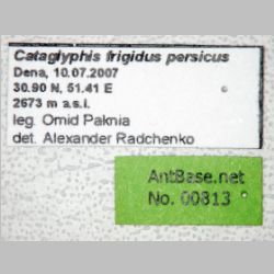Cataglyphis frigidus persicus Emery, 1906 label