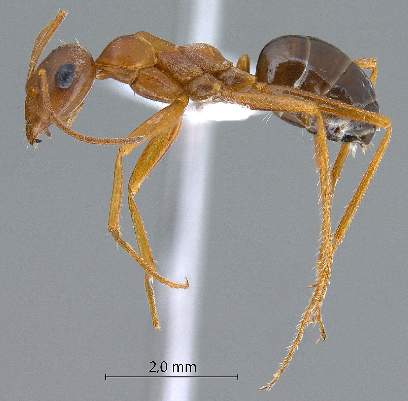 Cataglyphis frigidus persicus lateral