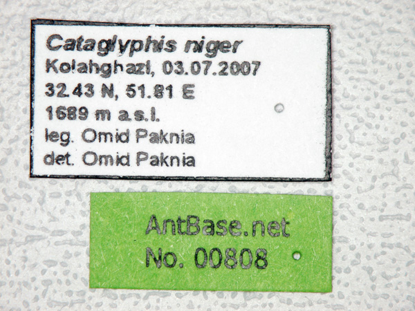 Cataglyphis niger label
