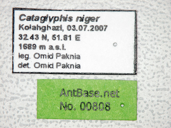 Cataglyphis niger label
