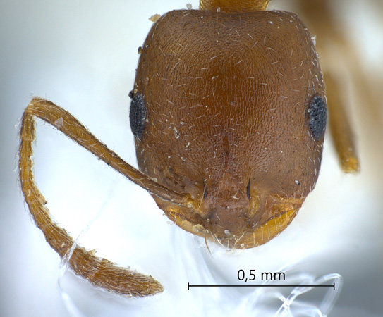 Dorylus sp frontal