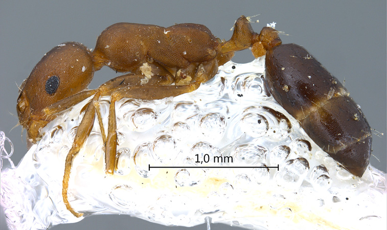 Dorylus sp lateral