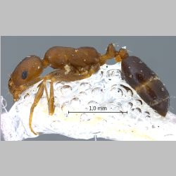 Dorylus sp  lateral