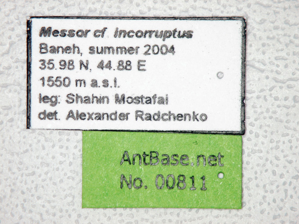 Messor incorruptus label