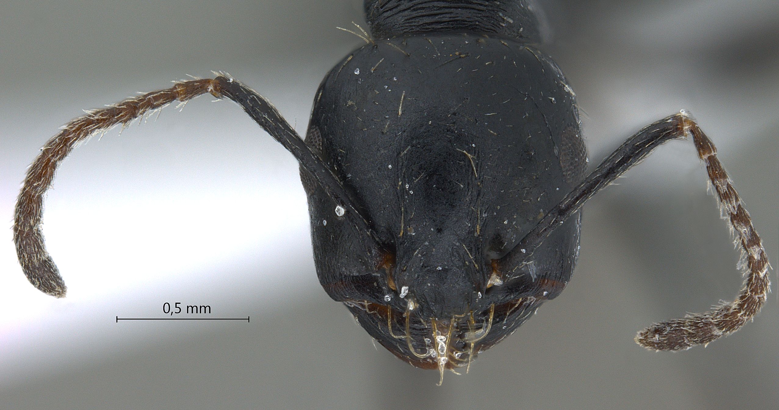 Messor subgracilinodis frontal