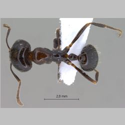 Monomorium dentigerum Roger, 1862 dorsal