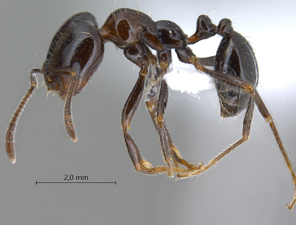 Monomorium dentigerum lateral