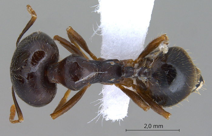 Monomorium perplexum dorsal