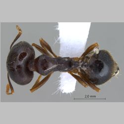 Monomorium perplexum Radchenko, 1997 dorsal