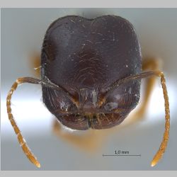 Monomorium perplexum Radchenko, 1997 frontal