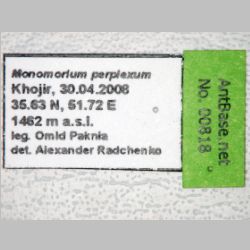 Monomorium perplexum Radchenko, 1997 label