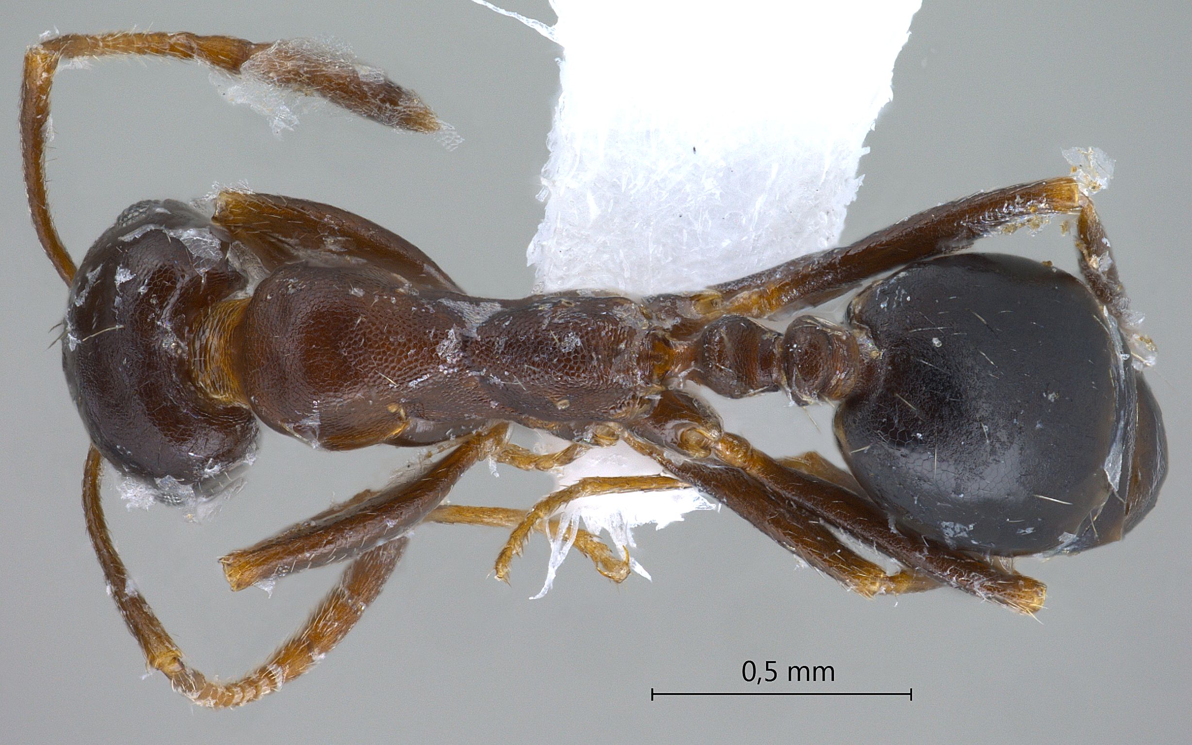 Monomorium ruzskyi dorsal