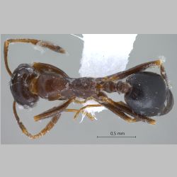 Monomorium ruzskyi Dlussky & Zabelin, 1985 dorsal