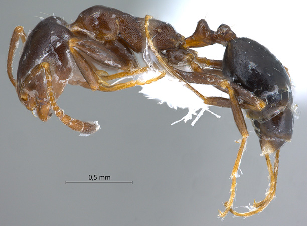 Monomorium ruzskyi lateral