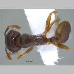 Tetramorium armatum Santschi, 1927 dorsal