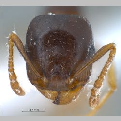 Tetramorium armatum Santschi, 1927 frontal