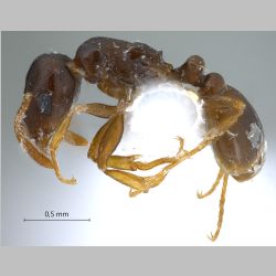 Tetramorium armatum Santschi, 1927 lateral