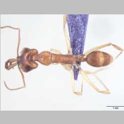 Anochetus risii Forel, 1900 dorsal