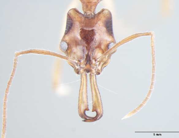 Anochetus risii frontal